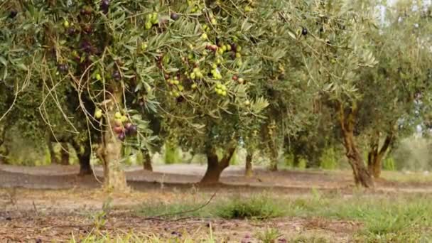 Frutos del olivo en una rama. Frutos cultivados en el olivo — Vídeo de stock