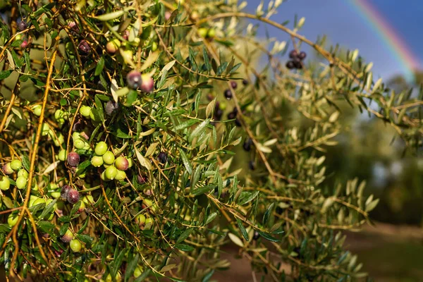 Owoce oliwki na gałęzi. Drzewo oliwne — Zdjęcie stockowe