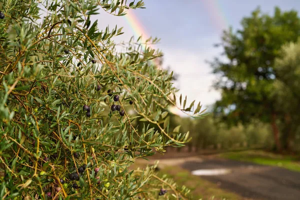 Olivenfrukt på en gren. Oliventrær – stockfoto