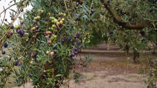 Bir dalda zeytin meyveleri. Zeytin ağacı — Stok video