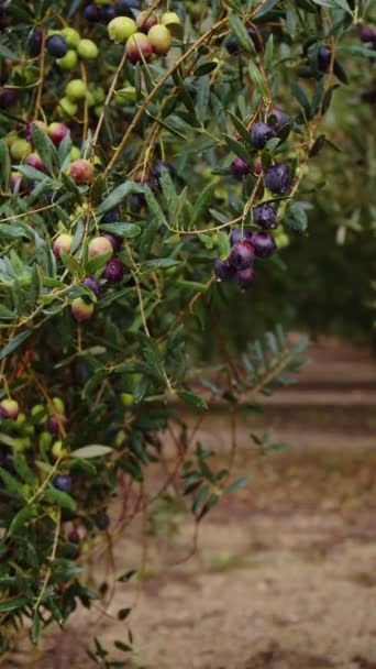 Olive fruits on a branch. Olive tree — Stock Video