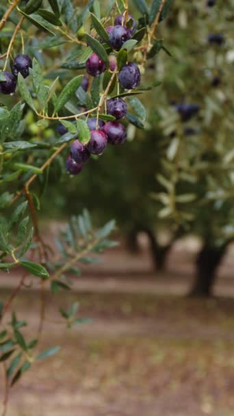Olive fruits on a branch. Olive tree — Stock Video