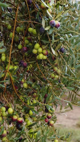 Olive fruits on a branch. Olive tree — Stock Video