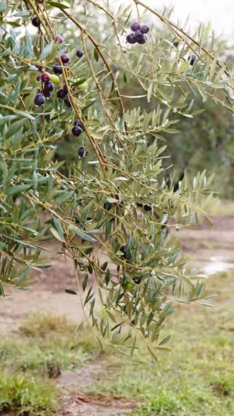 枝条上的橄榄果。橄榄树 — 图库视频影像