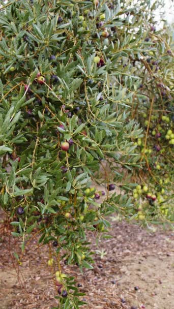 Frutos de azeitona em um ramo. Azeitona — Vídeo de Stock