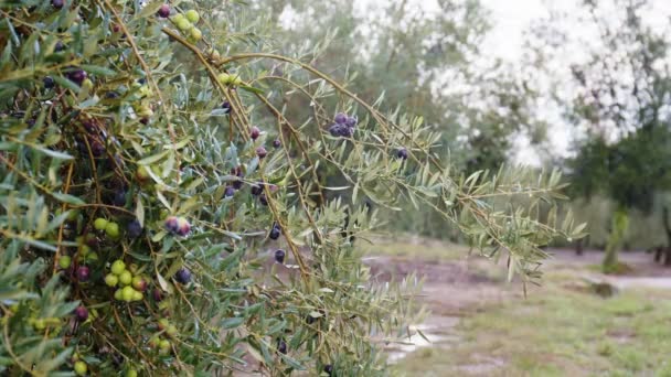 Olive fruits on a branch. Olive tree — Stock Video