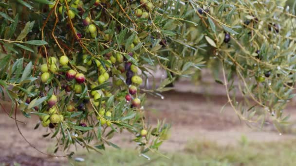 Olivenfrüchte an einem Zweig. Olivenbaum — Stockvideo