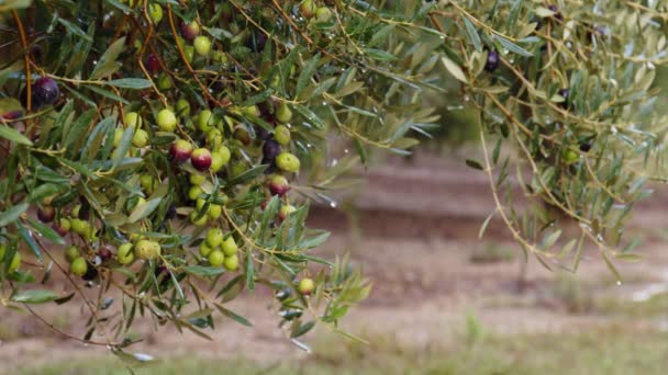 Los frutos de oliva en la rama. Olivo — Vídeo de stock