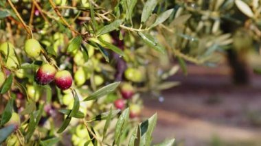 Bir dalda zeytin meyveleri. Zeytin ağacı