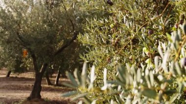Bir dalda zeytin meyveleri. Zeytin ağacı