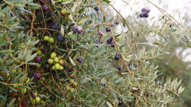 Owoce oliwki na gałęzi. Drzewo oliwne — Wideo stockowe
