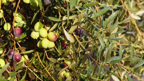 Olive fruits on a branch. Olive tree — Stock Video