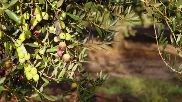 Оливковые фрукты на ветке. Оливковое дерево — стоковое видео