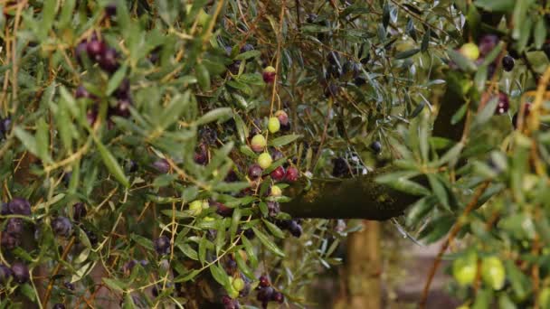 Olive fruits on a branch. Olive tree — Stock Video