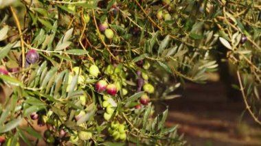 Bir dalda zeytin meyveleri. Zeytin ağacı