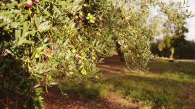 Bir dalda zeytin meyveleri. Zeytin ağacı
