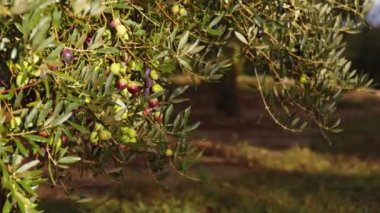 Bir dalda zeytin meyveleri. Zeytin ağacı