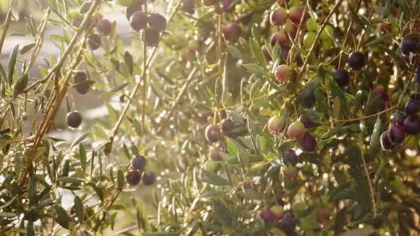 Frutos de azeitona em um ramo. Azeitona — Vídeo de Stock