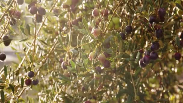 Los frutos de oliva en la rama. Olivo — Vídeo de stock