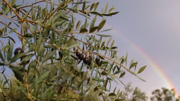 Olive fruits on a branch. Olive tree — Stock Video