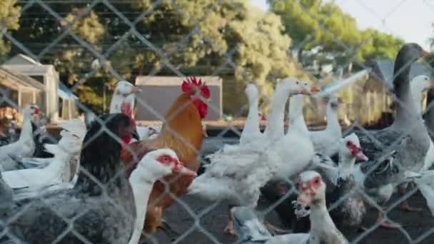 Rebanho de aves pecuárias caminhando no quintal da fazenda, ganso, peru, galo. — Vídeo de Stock