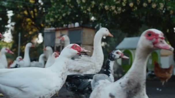 Gregge di uccelli da allevamento che camminano nel cortile della fattoria, oca, tacchino, gallo. — Video Stock