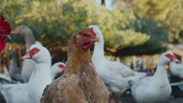 Gregge di uccelli da allevamento che camminano nel cortile della fattoria, oca, tacchino, gallo. — Video Stock