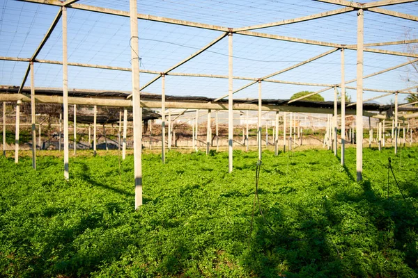 There are a variety of beautiful knife green vegetables on the vegetable plot — Zdjęcie stockowe