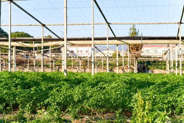 There are a variety of beautiful knife green vegetables on the vegetable plot — Zdjęcie stockowe