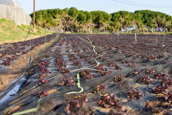 Grüne Salatblätter auf Gartenbeeten im Gemüsefeld. Blattsalat im Beet. — Stockfoto