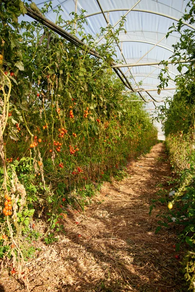 Tomaten reifen auf hängendem Stiel im Gewächshaus, industrielles Gewächshaus zum Tomatenanbau — Stockfoto