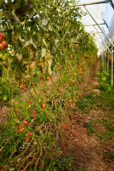 Tomates amadurecendo no talo pendurado em estufa, estufa industrial para cultivar tomates — Fotografia de Stock