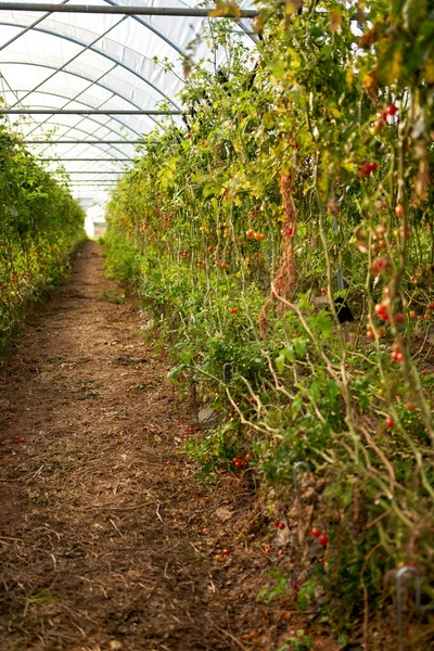 Paradicsom érlelés lógó száron üvegházban, ipari üvegház paradicsomtermesztésre — Stock Fotó