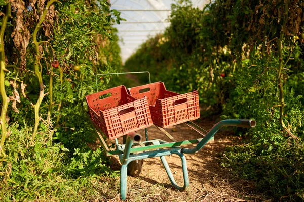El cultivo de tomates en el invernadero. —  Fotos de Stock