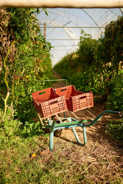 Tomates amadurecendo no talo pendurado em estufa, estufa industrial para cultivar tomates — Fotografia de Stock