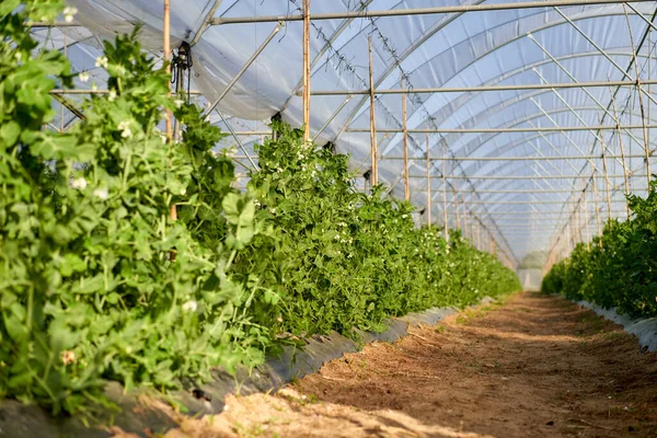 Hóborsó ültetvény lila virágai.A hóborsó egy ehető borsó lapos hüvelyekkel és vékony hüvely falakkal. — Stock Fotó