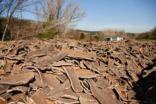 Stacked wood bark tree production for processing at industrial factory. — Photo