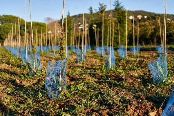 Spruce tree nursery for reforestation. — Fotografia de Stock