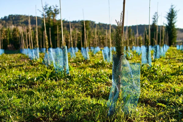 Spruce tree nursery for reforestation. — Stockfoto