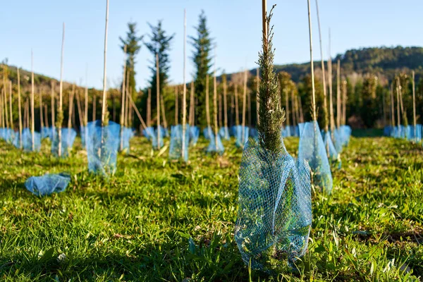Spruce tree nursery for reforestation. — Fotografia de Stock