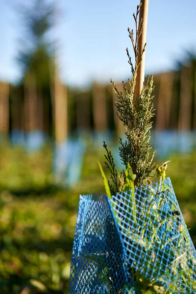 Spruce tree nursery for reforestation. — Zdjęcie stockowe