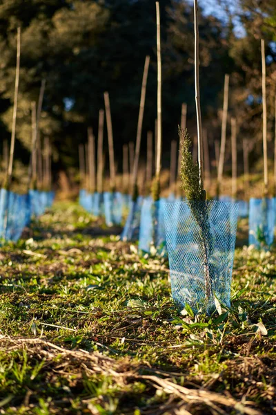 Spruce tree nursery for reforestation. — стоковое фото