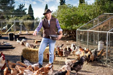 Çiftçi, kümeste tavuk besliyor.