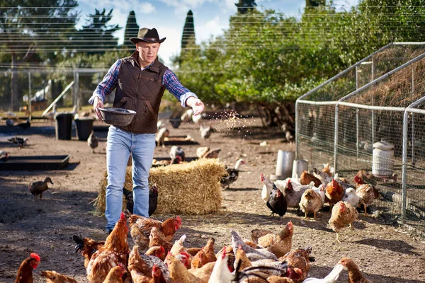 Agricultor alimentando chikens em um galinheiro — Fotografia de Stock