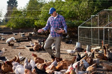 Çiftçi, kümeste tavuk besliyor.