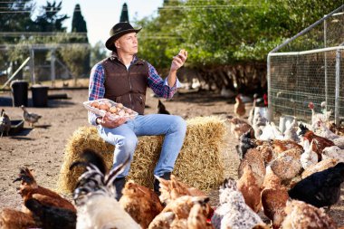 Erkek çiftçi yumurta arıyor..