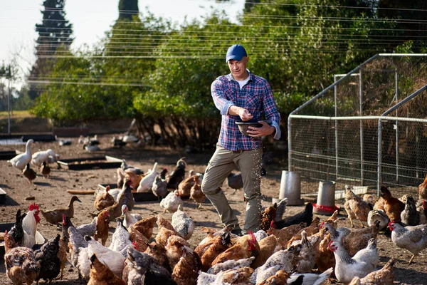 Agricultor alimentando chikens em um galinheiro — Fotografia de Stock