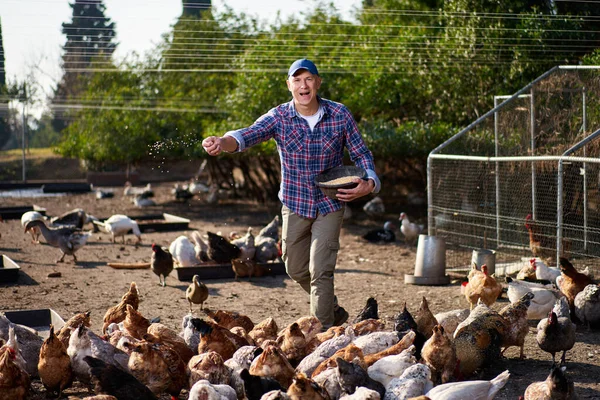 Csirkéket etető farmer egy tyúkólban — Stock Fotó