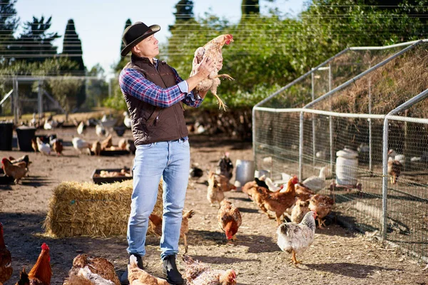 Hombre agricultor buscando huevos. — Foto de Stock