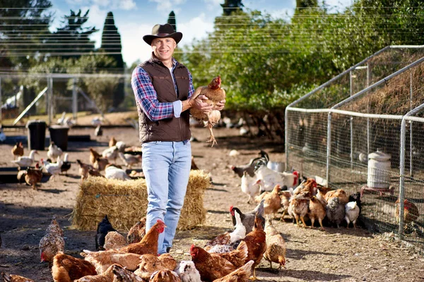 Egy vidéki férfi barna csirkét tart a kezében a tyúkólban. — Stock Fotó